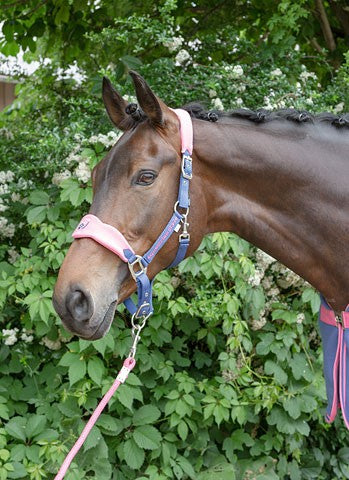 Halfterset F/S16 summerblue Kerbl mit Führleine Pony/Cob
