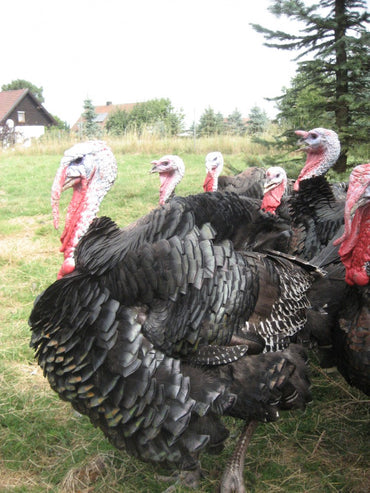 6x Schmuckfeder, Feder z. Basteln getigert Truthahn