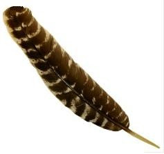 decorative feather, feather e.g. Crafting mackerel turkey quills