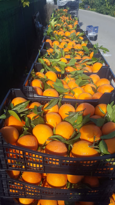 5 kg arance da tavola | Arance Noelia dalla Spagna al naturale | direttamente dal produttore